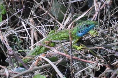 Lézard à deux raies 