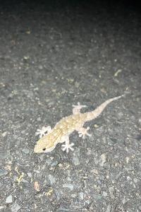 Tarente de Maurétanie 