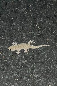 Tarente de Maurétanie 