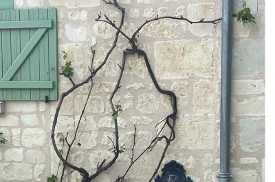 Couleuvre verte et jaune 