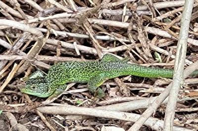 Lézard à deux raies 