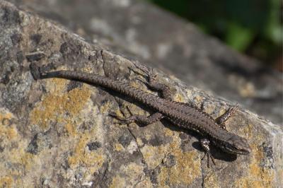Lézard des murailles 