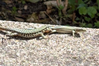 Lézard des murailles 