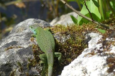 Lézard à deux raies 
