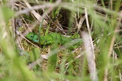 Lézard à deux raies 