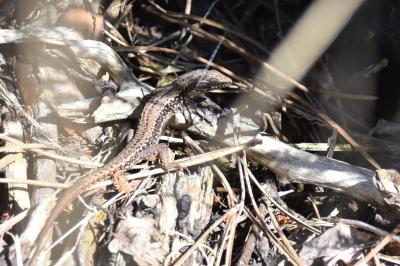 Lézard des murailles 