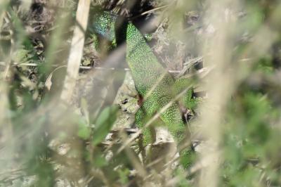 Lézard à deux raies 