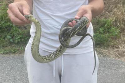 Couleuvre verte et jaune 