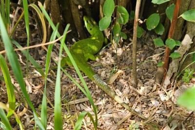 Lézard à deux raies 