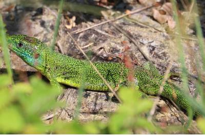 Lézard à deux raies 