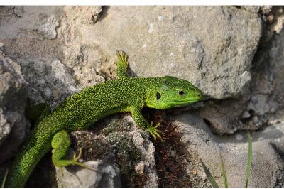 Lézard à deux raies 
