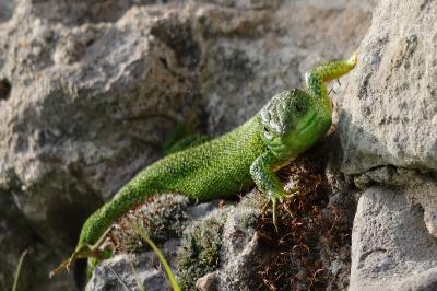 Lézard à deux raies 