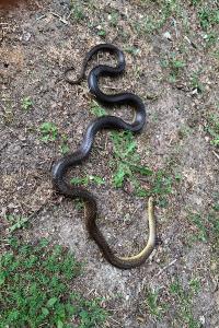 Couleuvre d'Esculape 