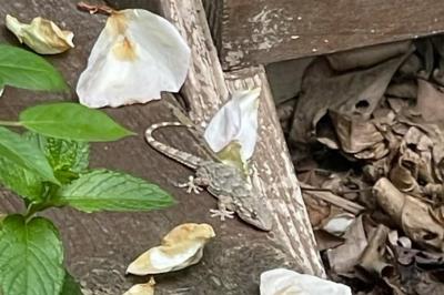 Tarentola mauritanica