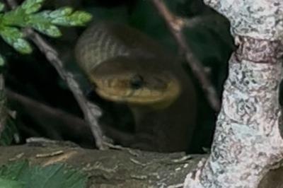 Couleuvre d'Esculape 