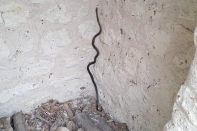 Couleuvre d'Esculape 