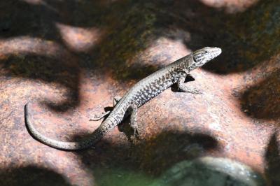 Lézard des murailles 