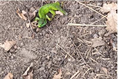 Lézard à deux raies 