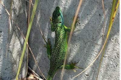 Lézard à deux raies 
