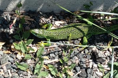 Lézard à deux raies 
