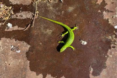 Lézard à deux raies 