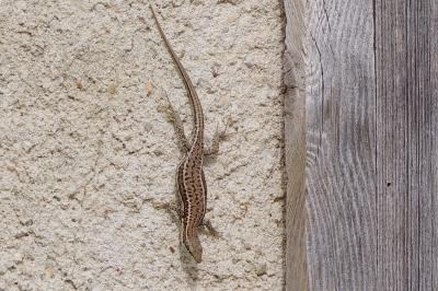 Lézard des murailles 