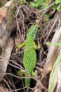 Lézard à deux raies 