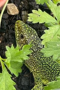 Lézard à deux raies 
