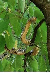 Couleuvre verte et jaune 