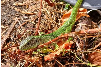 Lézard à deux raies 