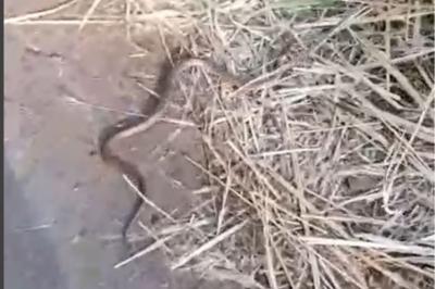 Couleuvre d'Esculape 