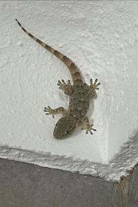 Tarente de Maurétanie 