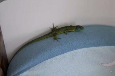 Lézard à deux raies 