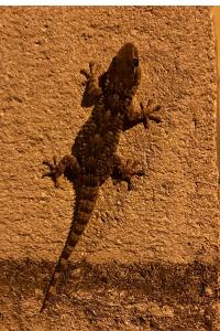 Tarente de Maurétanie 