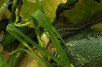 Lézard à deux raies 