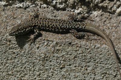 Lézard des murailles 