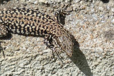 Lézard des murailles 