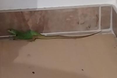 Lézard à deux raies 
