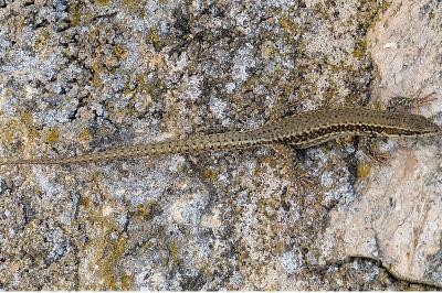 Lézard des murailles 