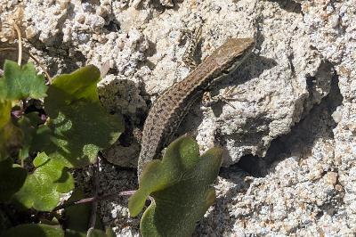 Lézard des murailles 