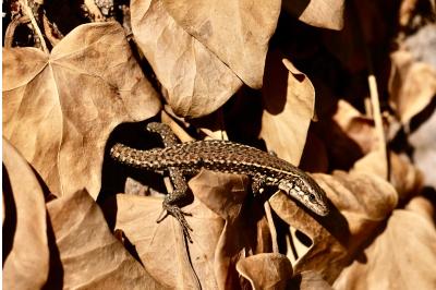 Lézard des murailles 