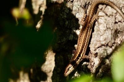 Lézard des murailles 