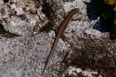 Lézard des murailles 