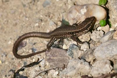 Podarcis muralis