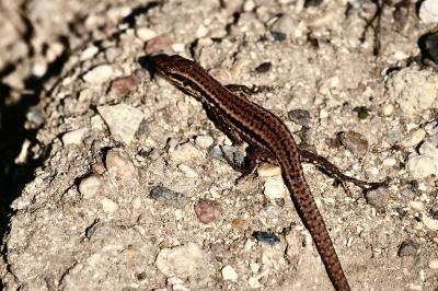 Lézard des murailles 