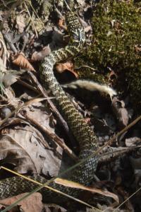 Couleuvre verte et jaune 