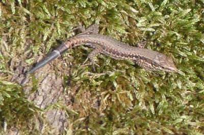 Lézard des murailles 