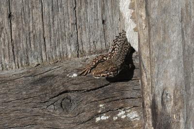 Lézard des murailles 