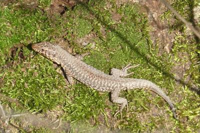Lézard des murailles 