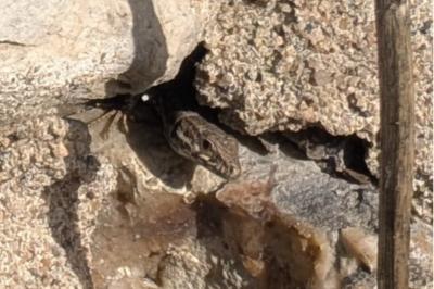 Lézard des murailles 